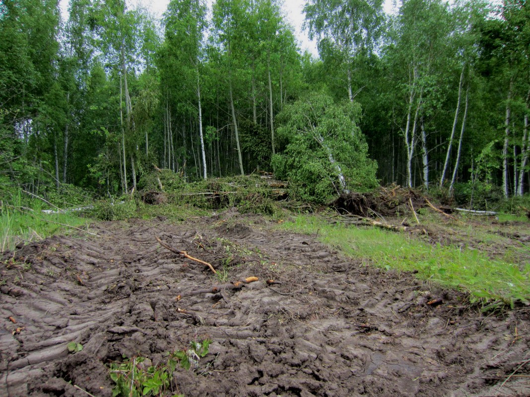 уничтоженный лес 2022